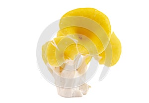 Fresh Yellow Chanterelle Mushrooms Isolated on a White Background