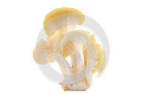 Fresh Yellow Chanterelle Mushrooms Isolated on a White Background