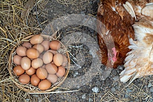 Fresh yellow chicken eggs in the basket on the ground beside the hen group after farmers collect eggs from the farm. Concept of No