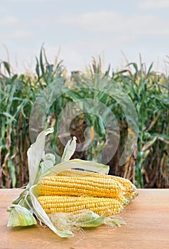 Fresh yellow cobs of maize with kernels ( corn ) on wooden table on background corn field in summer