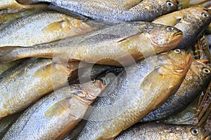 Fresh yellow croaker fish