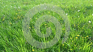 Fresh yellow dandelion flowers on a sunny spring day. Yellow dandelion flowers on green grass background. Wide shot.