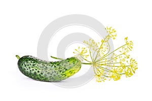 Fresh yellow dill flowers isolated on white