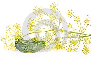 Fresh yellow dill flowers isolated on white