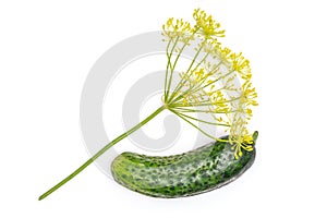 Fresh yellow dill flowers isolated on white