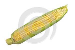 Fresh yellow ear of corn with green leaves isolated on white background