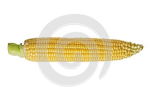 Fresh yellow ear of corn isolated on white background