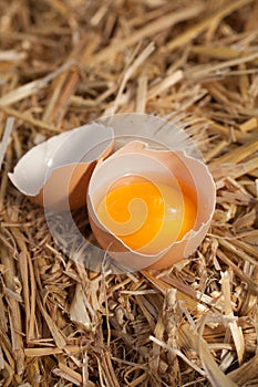 Fresh yellow egg yolk in an eggshell