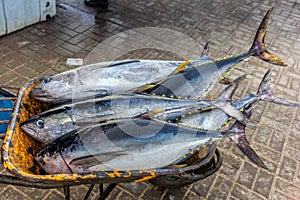 Fresh yellow fin tuna catch at the fish market in Muscat - 1