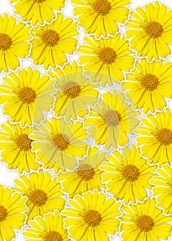 Fresh yellow flower (Doronicum orientale) background