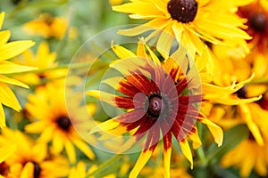 Fresh yellow flowers background