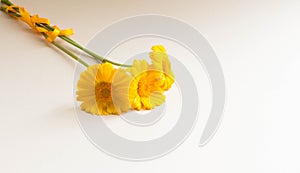 Fresh yellow flowers on beige background. Beautiful fresh garden flowers with space for text