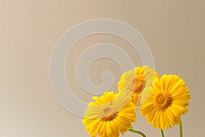 Fresh yellow flowers on beige background. Beautiful fresh garden flowers with space for text