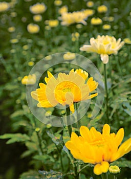 Fresh yellow flowers plants for layout design background