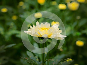Fresh yellow flowers plants for layout design background