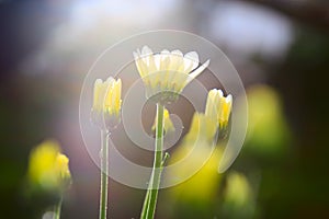 Fresh yellow flowers plants for layout design background