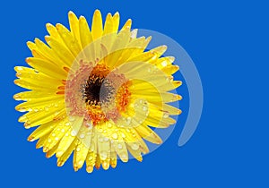 Fresh yellow gerbera flower on background