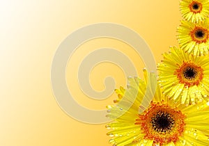 Fresh yellow gerbera flower on background