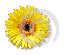 Fresh yellow gerbera flower on background