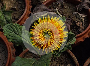 Fresh yellow Gerbera, Gerbera jamesonii flower closeup image