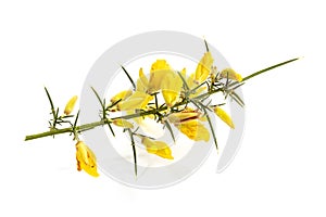 Fresh Yellow Gorse in flower isolated on white background