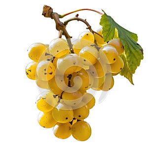 Fresh Yellow Grapes Bunch With Leaf On White