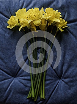 Fresh yellow jonquil on a blue background