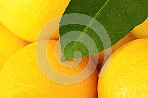 Fresh yellow lemon with leave