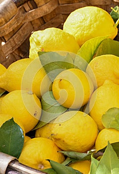 Fresh yellow lemons. Lots of fresh lemons fruits sale in supermarket. Many fresh lemons wallpaper