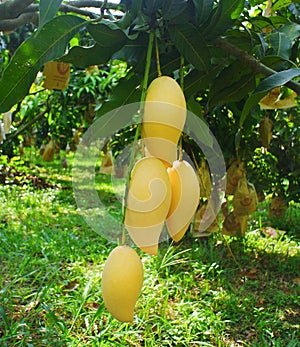 Fresh yellow mango hanging from a mango tree in the garden.Yellow fruits contain beta carotene. And antioxidant