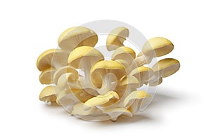 Fresh yellow oyster mushrooms