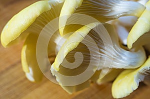 Fresh yellow oyster mushrooms on a bamboo Board