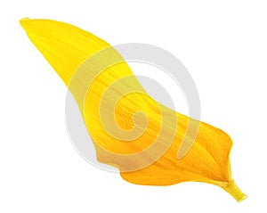 Fresh yellow petal of sunflower isolated on white background