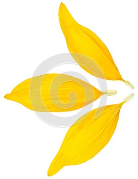 Fresh yellow petals of sunflower isolated on white background, view from above