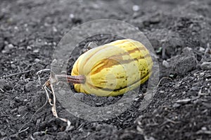 Fresh yellow pumpkin on black fertile soil