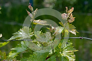 Fresh yellow and red sprouts of young green branches of grapevine at vineyard in springtime. Tiny grape leaves closeup