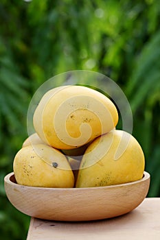 Fresh yellow ripe mangoes against green