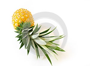 Fresh, yellow, ripe pineapple fruit with green leaves isolated on a white background. Healthy tropical fruit for smoothies and