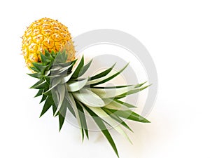 Fresh, yellow, ripe pineapple fruit with green leaves isolated on a white background. Healthy tropical fruit for smoothies and