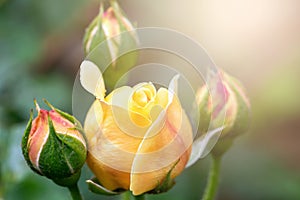 Fresh yellow rose buds in sunshine