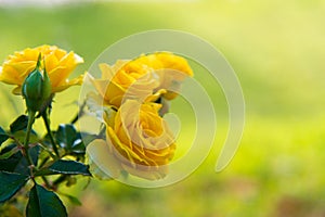 Fresh yellow roses