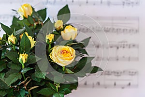 Fresh yellow roses on notebooks with notes. Consept of music, love romance. Selective focus