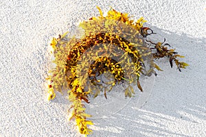 Fresh yellow sea weed sea grass sargazo on beach sand