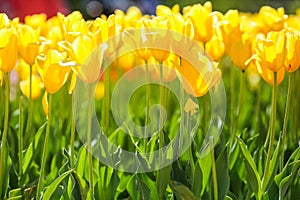 Fresh yellow spring tulip flowers in a natural field