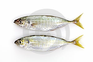 Fresh Yellow stripe trevally fish on white background