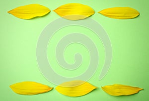 Fresh yellow sunflower petals on green background, flat lay. Space for text