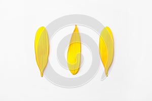 Fresh yellow sunflower petals isolated on white, top view