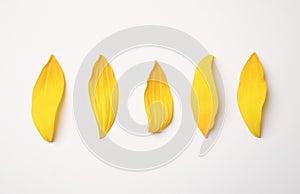 Fresh yellow sunflower petals isolated on white, top view