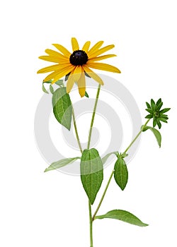 Fresh yellow susan flowers rudbeckia branch on white