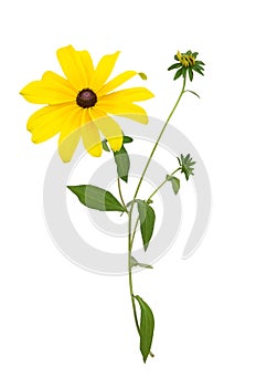 Fresh yellow susan flowers rudbeckia branch on white